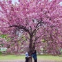 경기도 하남 벚꽃맛집 겹벚꽃 명소 나들이🌸