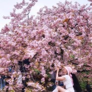 서산개심사겹벚꽃 4월꽃놀이 왕겹벚꽃 실시간만개중 사진포인트 인생샷찍기
