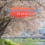 4월 경기도 가볼만한곳 광명 벚꽃 명소 안양천 산책