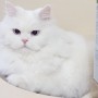 볼드모트 사료 리스트 고양이 신경근육병증 사료 증상등 정리된 정보공유