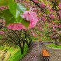 김천 하교사 겹벚꽃이 탐스러운 곳 비 오는 날 아름다운 꽃구경