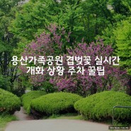 용산가족공원 겹벚꽃 봄꽃 실시간 개화 상황 주차 꿀팁
