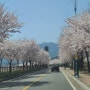한국에서 유일하게 눈꽃과벗꽃을 함께볼수있는곳 ....
