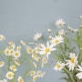 마트리카리아와 마가렛 - 꽃시장의 청순 담당 꽃들