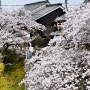 일본1박2일 기후 여행 가와라마치 옛거리 벚꽃존 이뻐