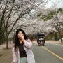 [인천여행/가볼만한 곳] 인천 벚꽃 명소 인천대공원 벚꽃 개화시기, 벚꽃축제, 주차요금