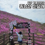 밀양 가볼만한곳：종남산 진달래 군락지 개화 상태 확인하는 법