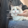 [인천 서창동] 고양이주택 서창점 | 인천 실내 데이트 냄새 없는 고양이 카페