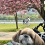 [강아지 동반] 미사경정공원 | 겹벚꽃 명소, 서울 근교 드라이브, 봄 피크닉