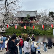 도쿄 우에노공원, 벚꽃축제 ෆ