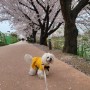 강아지 꽃가루 산책 시 위험한 봄꽃 종류