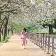 경주겹벚꽃 명소: 명활성 숲머리길에서 진평왕릉까지 겹벚꽃 길: 진평왕릉 겹벚꽃길