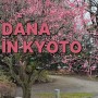 [2024 교토] 사카에-히사야오도리 공원/나고야에서 교토 당일치기(신칸센)/Songbird coffee/교토 고엔/교토 벚꽃