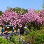 천안 아산 가볼만한곳 : 당림미술관 겹벚꽃