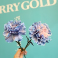 파란 카네이션 꽃말에 대해 알고 계시나요?