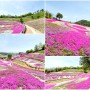 산청여행 생초국제조각공원 산청 꽃잔디 축제