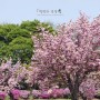 하남 미사경정공원 겹벚꽃