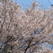 봄봄봄 봄🌸🌸🌸