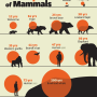 그래픽으로 보는 주요 포유류의 평균 수명