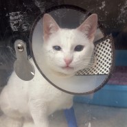 [마카티] The Cat Clinic 고양이 전문 동물병원 혈액검사+초음파+중성화 수술+ 입원 비용