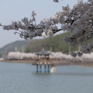 봄 산책하기 좋은 곳 김천(구미) 오봉저수지 다녀 왔습니다. 벚꽃 시즌은 끝났지만 산책하기 정말 좋은 곳이라 생각을 합니다.
