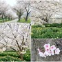 충남 벚꽃명소 홍성거북이마을 벚꽃여행