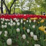 서울숲 튤립 정원 성수동 튤립 꽃구경 데이트 코스