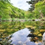 봄빛이 아름다운 성주산자연휴양림