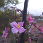 세컨하우스 정원에 예쁜 꽃(아주가, 클레마티스꽃) 화단 꾸미기ㅣ꽃과 같아서·윤보영 ㅣ꽃 향기· 이남일 시인 (62번째 이야기)