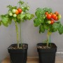 방울 토마토 키우기, 물주기 1년 과정(씨앗 심기, 모종)