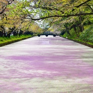 [일본 여행] 아오모리 히로사키 성 벛꽃 앤딩 / The Cherry Blossom Ending of Hirosaki Castle in Aomori