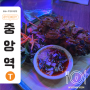 호주 시드니 맛집 | 태국음식점, Fat Thaiger