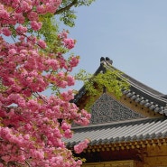 덜 붐비는 서울 겹벚꽃 명소 국회의사당 사랑재