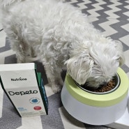[제품] 9살 강아지 눈 건강을 위한 맛있는 눈영양제 디페토 굿아이즈