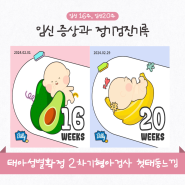 ♥#15 임신 16주 20주 정기검진 태아성별확정 2차기형아검사 첫태동느낌