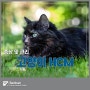 고양이 심장병 HCM 증상, 그리고 호흡수와의 관계