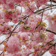 서산 문수사 겹벚꽃 명소 4월 꽃구경