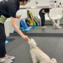강아지피트니스 DogFit 독핏 강아지운동 교육 후기