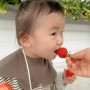 경북 예천 딸기체험 아이와 가볼만한곳 안동 채원팜 딸기농원