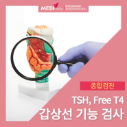 갑상선 기능 검사 TSH, Free T4 정상범위