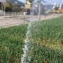 홍산마늘 4봄철 관리사항 ~ 가뭄대비 자주 관수하기