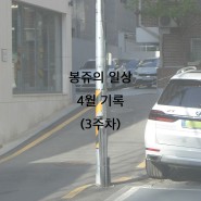 봉쥬의 일상. 24년 4월 기록(3주차)