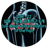 운정피티 DAY-22 심부 고관절 외회전근 6개(six deep lateral rotators of the hip) 삼송피티