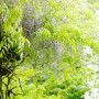 등나무 보랏빛 향기. 자연의 향기