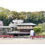 일본 나고야 여행 시로토리 정원 공원 봄꽃 구경