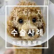 소래동물병원 어린 강아지 슬개골 탈구 수술 사례 : 10개월 푸들 땅콩이의 슬개골 수술