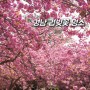4월 나들이 경남 겹벚꽃 명소 경북 드라이브코스