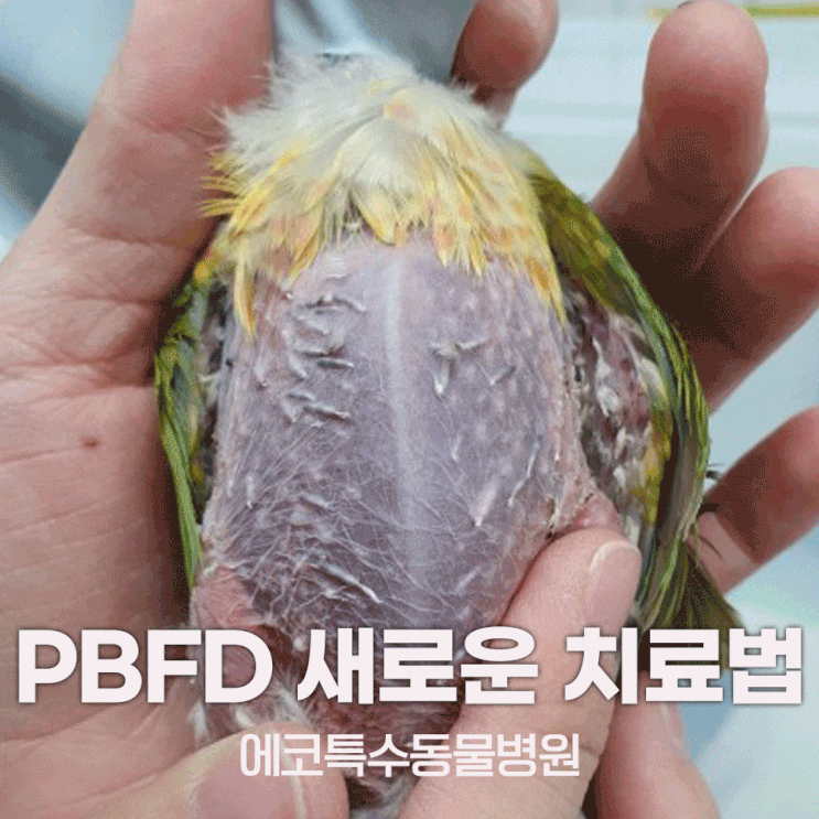 코뉴어, 퀘이커 등 앵무새 PBFD 새로운 치료법으로 쏟아지는 완치 사례 : 네이버 블로그