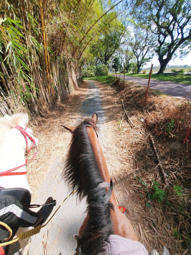 필리핀 클락 앙헬레스 액티비티│가성비 좋은 승마 체험 │엘 카바요 El Kabayo Riding Stables (가격, 위치 ...