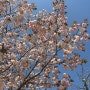 히비야 - 고쿄 가이엔,벚꽃